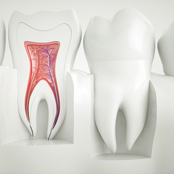 a computer-made model of a cross section of a tooth